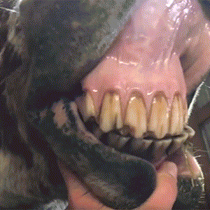 Equine Dentist Checking Horses Teeth